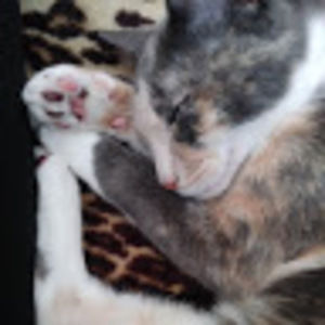 Meet your Posher, Kawaii